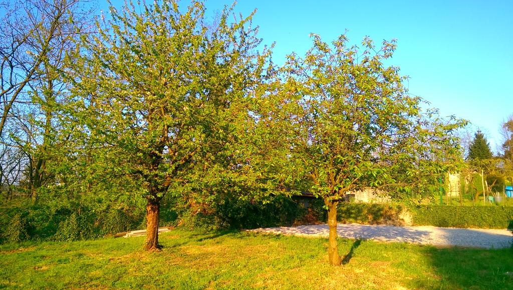 B&B Vinago Belvedere Mornago Exterior foto